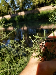 Symphyotrichum graminifolium