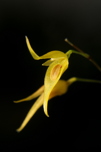 Picta Orchid