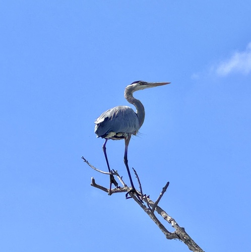 iNaturalist observation photo of Great Blue Heron