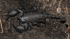 Cheloctonus intermedius