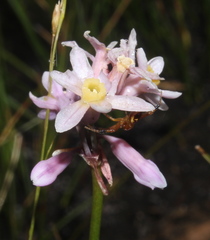 Tulbaghia coddii