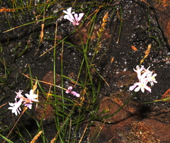 Tulbaghia coddii