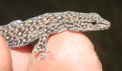 Lygodactylus ocellatus