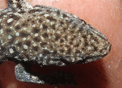 Lygodactylus ocellatus