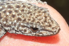 Lygodactylus ocellatus