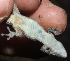 Lygodactylus ocellatus