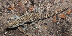 Lygodactylus ocellatus