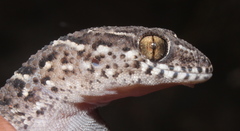Pachydactylus vansoni