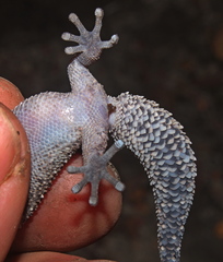 Pachydactylus vansoni