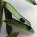 Corynelia tropica - Photo Δεν διατηρούνται δικαιώματα, uploaded by Peter de Lange