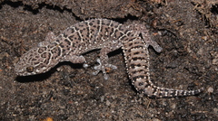 Pachydactylus vansoni
