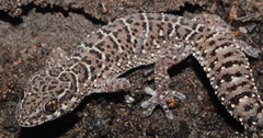 Pachydactylus vansoni