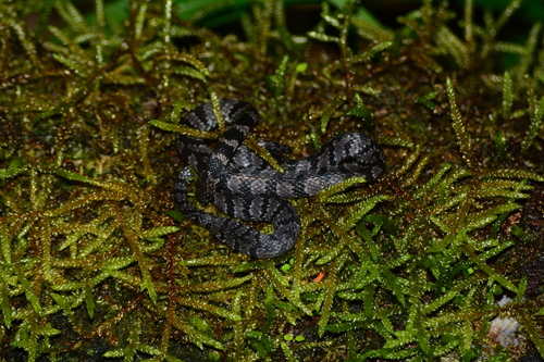 Northern Banded Coffee Snake