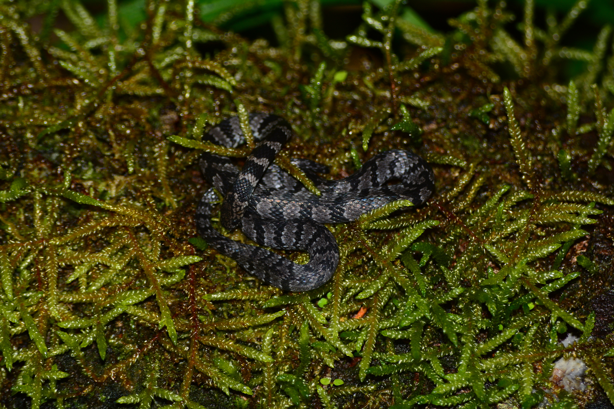 Northern Banded Coffee Snake