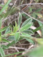 Stylosanthes fruticosa