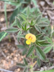 Stylosanthes fruticosa