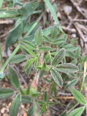 Stylosanthes fruticosa