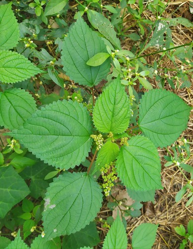 Laportea aestuans