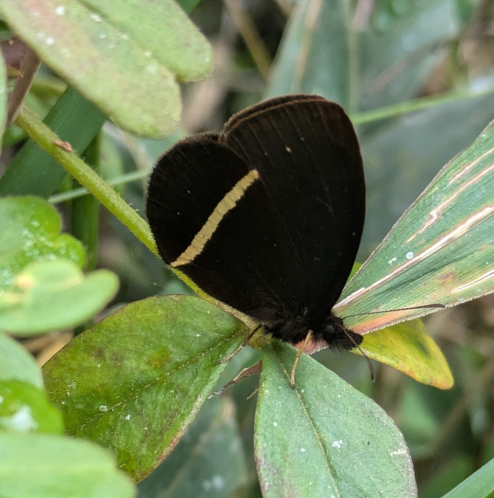 Manerebia germaniae