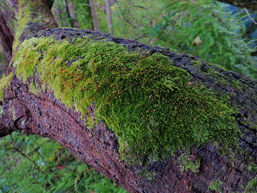 Sematophyllum subhumile observed 2025-09-19