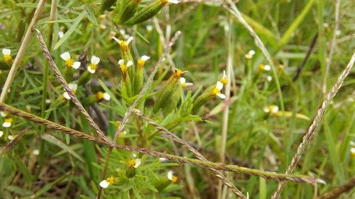 Tagetes filifolia, photograph 5