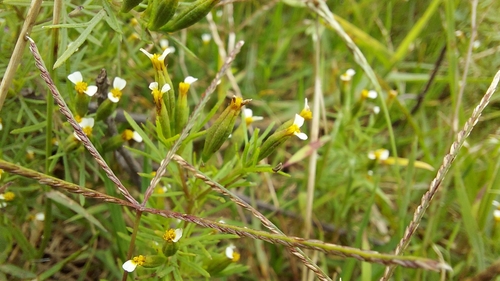 Tagetes filifolia, photograph 6