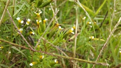 Tagetes filifolia, photograph author not stated, no rights reserved