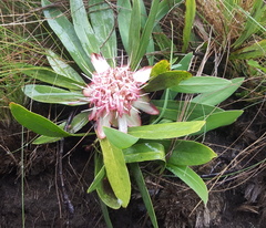 Protea gaguedi