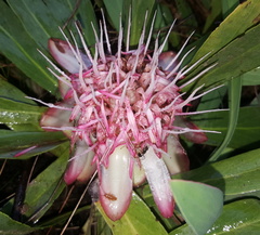 Protea gaguedi