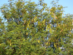 Senegalia praecox