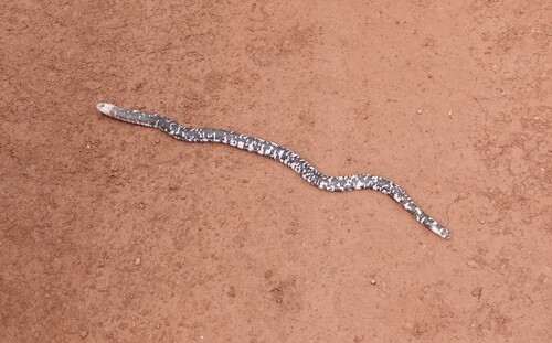 Black-and-white Worm Lizard