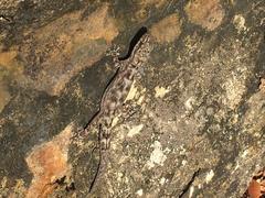 Phyllodactylus reissii