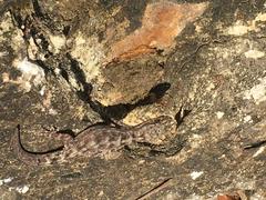 Phyllodactylus reissii