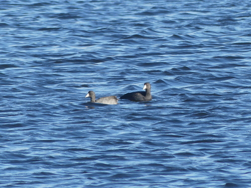 American Coot
