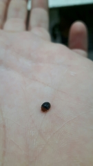 Scymnus ferrugatus