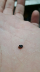 Scymnus ferrugatus