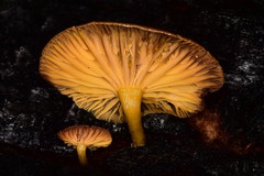 Chrysomphalina chrysophylla image