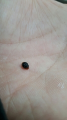 Scymnus ferrugatus
