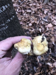 Pholiota angustipes