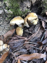 Pholiota angustipes