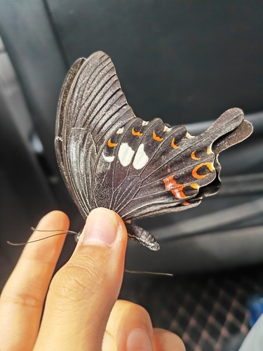 Red Helen Swallowtail