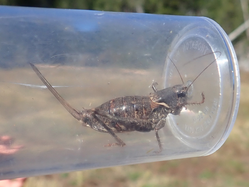 iNaturalist observation photo of Unarmed Shieldback
