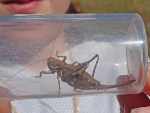 iNaturalist observation photo of Unarmed Shieldback