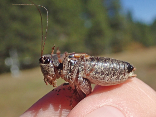 iNaturalist observation photo of Unarmed Shieldback