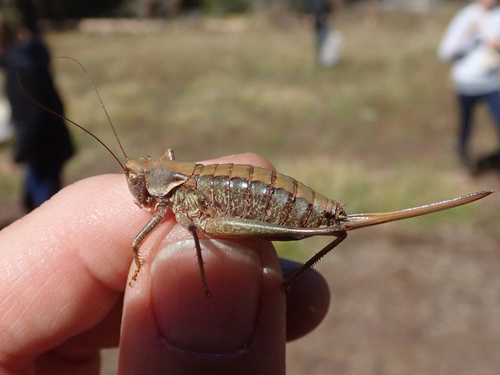 iNaturalist observation photo of Unarmed Shieldback