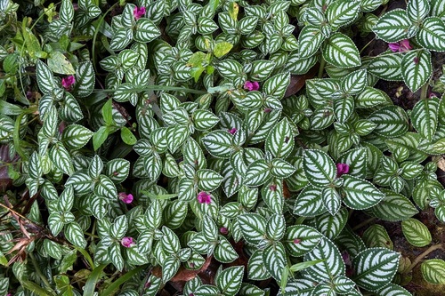 Impatiens marianae, photograph 2
