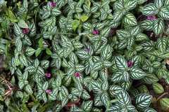 Impatiens marianae, photograph (c) Cole Wolf, some rights reserved (CC BY)