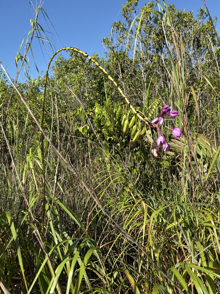 Philippine Ground Orchid From SW 132nd Ave Homestead FL US On   Large 