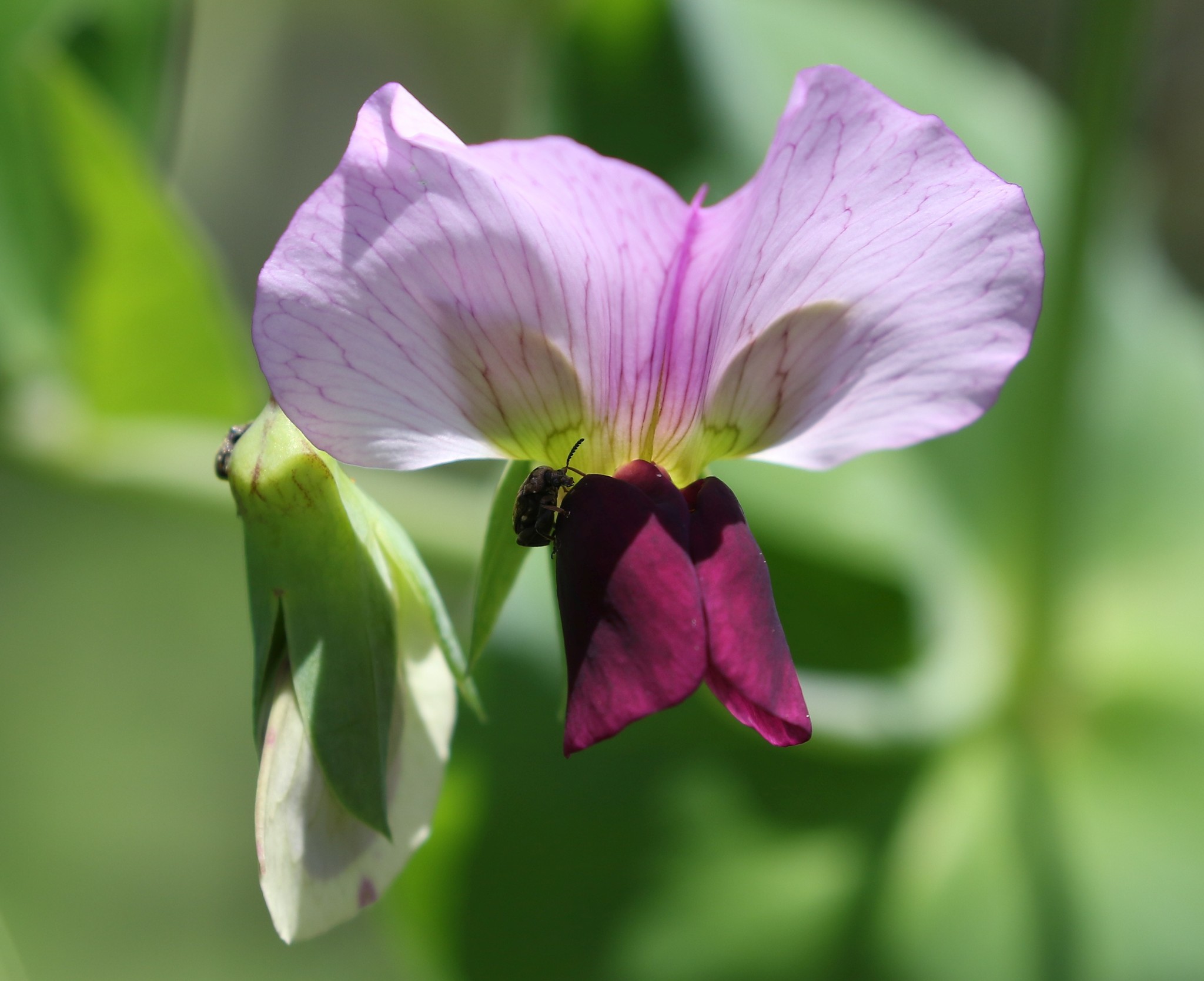 Common Pea (Pisum sativum)  iNaturalist