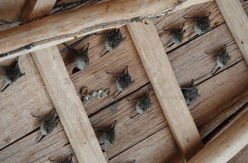 Proboscis Bat